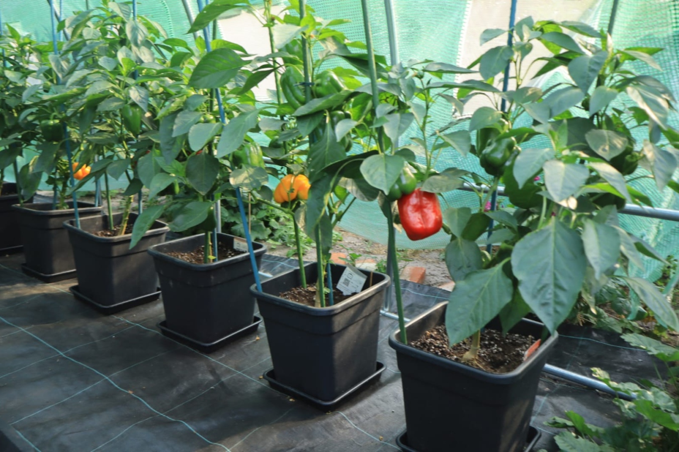 Koop PHS growing tab - 20 gram - 10 st NPK:12-8-12