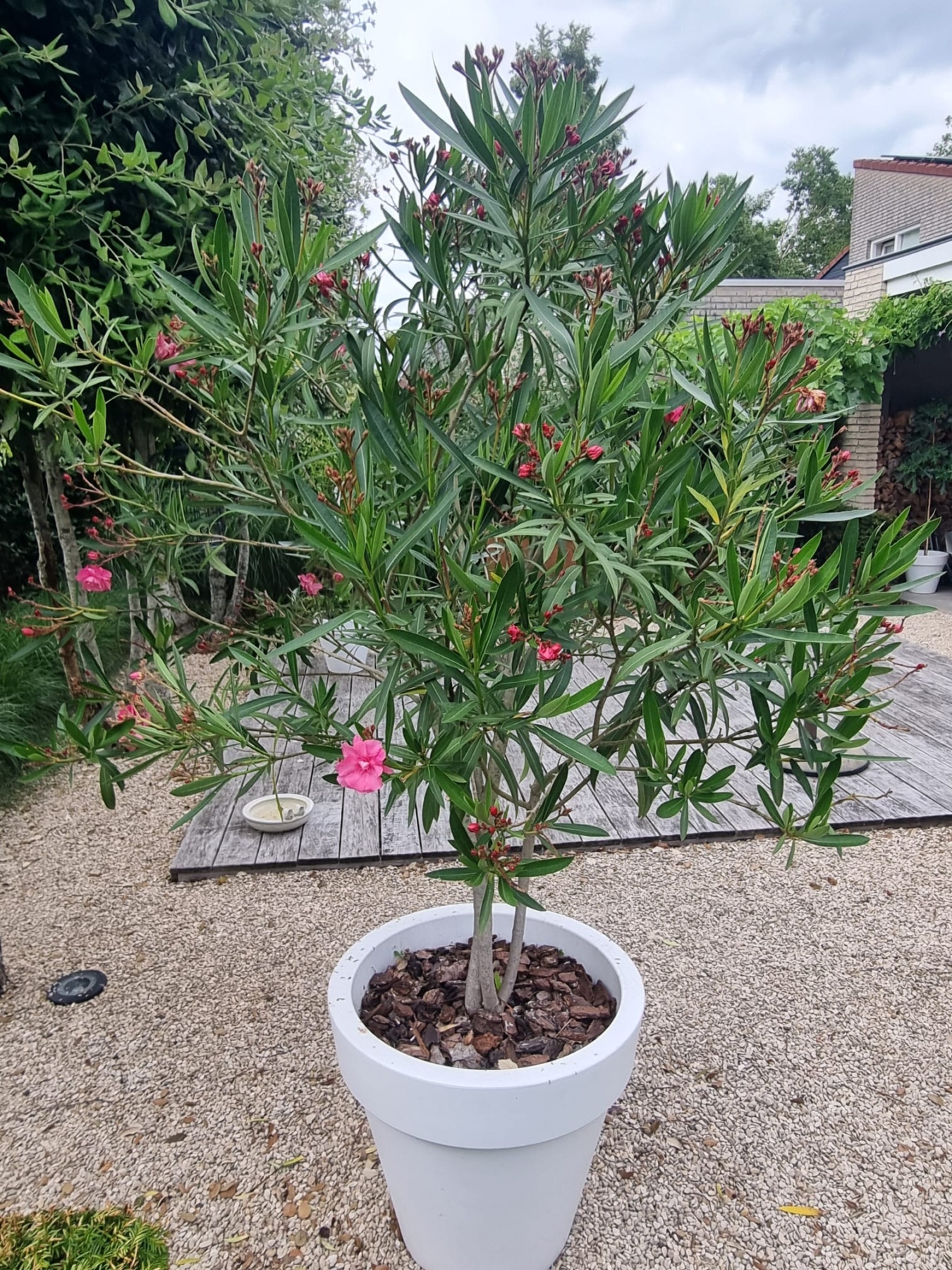 Koop Guano Tab 20g voor bloeiende en vruchtdragende planten